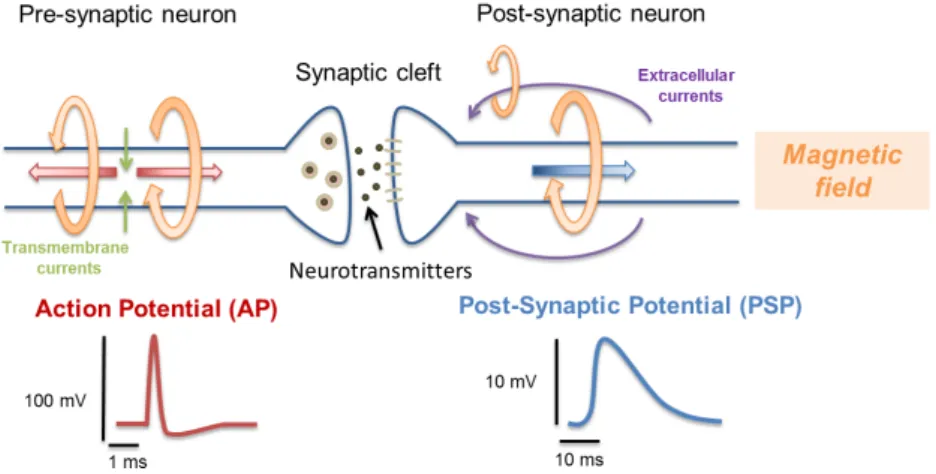 Figure 1.2: Sources of magnetic field. The propagation of an action potential induces two oppo- oppo-site intracellular currents (red arrows) and transmembrane currents (green arrows)