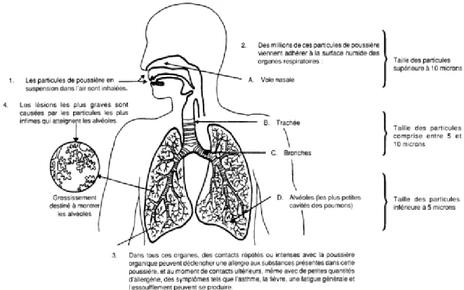 Fig.  1.2 :  Pénétration  des  particules  aérosols  à  différents  niveaux  de  l'appareil  respiratoire  humain en fonction de leur taille (http://www.gov.on.ca/OMAFRA/french/)