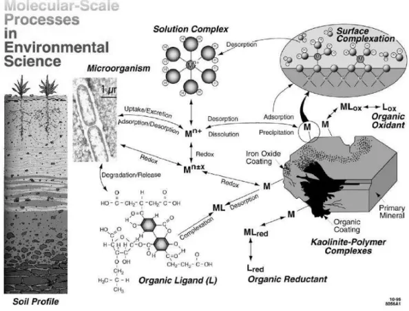 Figure 6. Processus d’échange des métaux entre les différents compartiments dans l’environnement