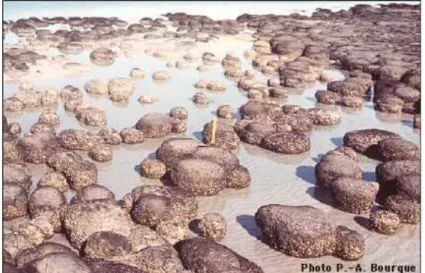 Figure 1.1.1 : Colonnes stromatolitiques à Shark Bay, au Nord Ouest de l’Australie