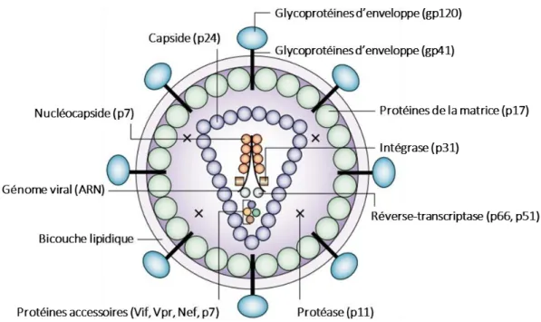 Figure 2 : Structure du VIH-1 et ses principaux composants  (adaptée de (Robinson 2002)) L’enveloppe est constituée d’une membrane lipidique et de glycoprotéines