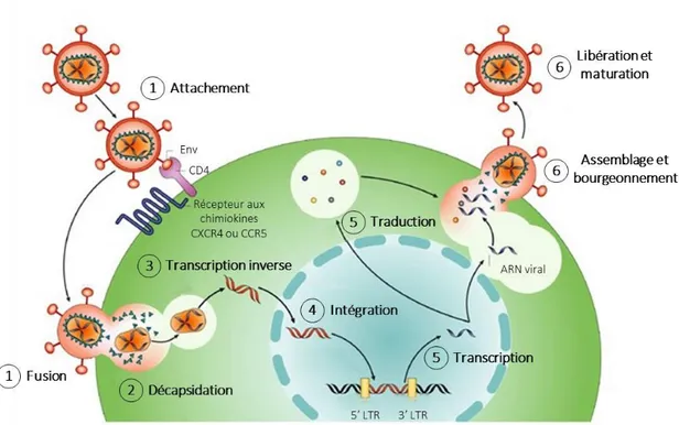 Figure 4 : Les différentes étapes du cycle de réplication du VIH-1  (d’après  (Rambaut et al
