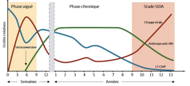 Figure  5  :  Phases  de  l’infection  par  le  VIH - 1  et  évolution  naturelle  en  l’absence  de  traitement  ART