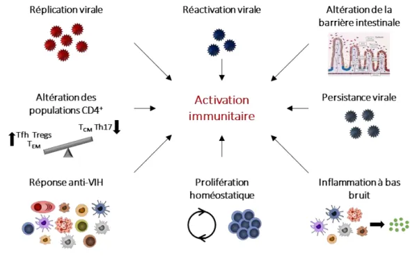 Figure  9:  Principaux  mécanismes  contribuant  à  l'activation  immunitaire  chronique  associée  au  VIH-1  (adaptée  de  (Paiardini  and  Müller-Trutwin  2013))