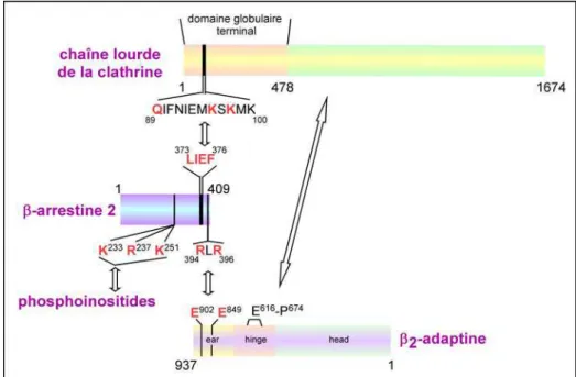Figure 22 : Schématisation des interactions protéiques impliquant la  β -arrestine et des  composants de la machinerie d’endocytose 