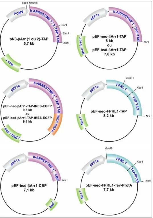 Figure 24 : Schématisation des vecteurs d’expression basés sur la méthode TAP 