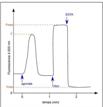 Figure 25 : Suivi de fluorescence type lors d’un test de mobilisation calcique au Fura2   La fluorescence du Fura2 complexé au calcium présent dans la cellule est suivie à 505 nm