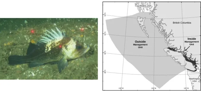 Figure 2: Map of the two management units; inside  (East of Vancouver Island) and outside (remainder  of the coast) for Quillback Rockfish in British  Columbia