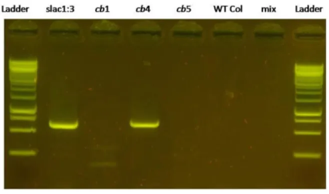 Figure      6:   Genotyping   of    cool breath   T-­‐DNA   mutants.      