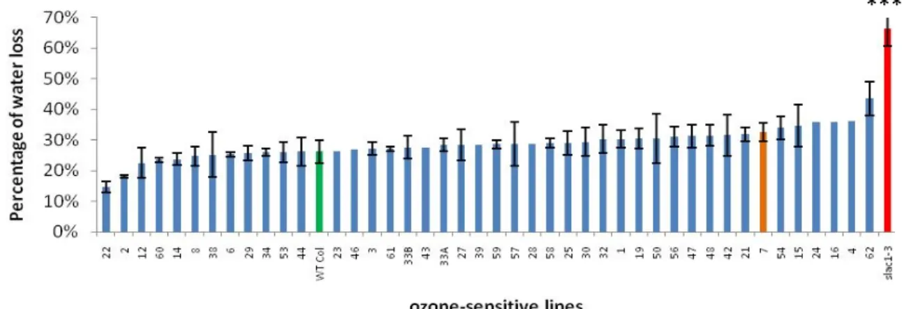 Figure   13:   Percentage   of   water   loss   after   90   minutes   of   ozone-­‐sensitive   cut-­‐off   leaves