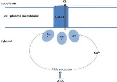 Figure   4         :edrich’s   theory      about   the   activation      of   the    It is likely  that key  elements 