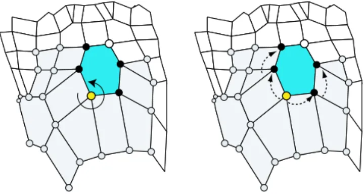 Figure 4: Insertion of a face and connection to the existing mesh. First we add the face to the active ring