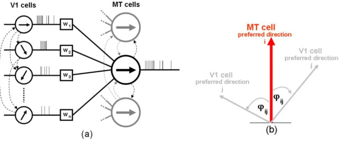 Figure 8: Architecture of the spiking neural network to model MT. Each MT cell receives as input the afferent V1 cells (a)