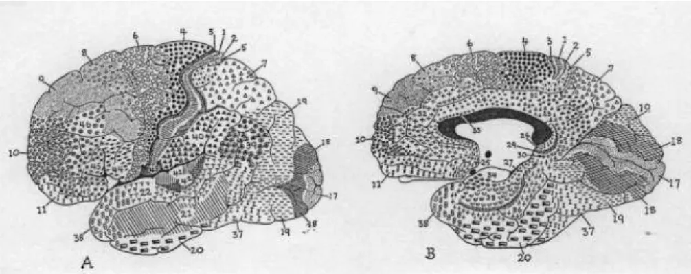 Figure 2: In 1909, Brodmann [5] divided the cortex into 52 cytoarchitectonic areas according to the thickness of the cortical layers