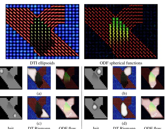 Figure 5: Segmentation on a synthetic branching example. In (a-d), from left to right, the initial- initial-ization used overlaid on the FA map, the DT Riemannian [24] segmentation and the ODF flow segmentation