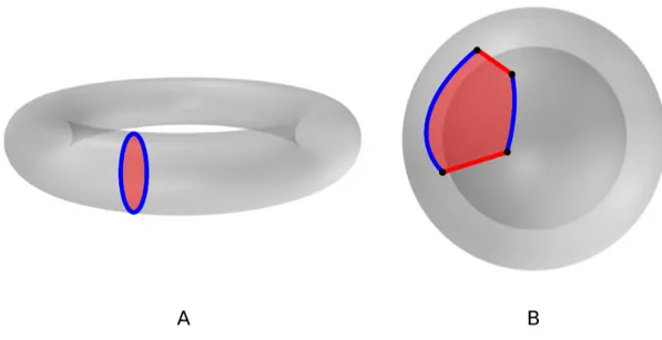 Figure 2: 3-dimensional manifold V to volume ball B 3 conversion using CW-complexes. (A) g surfaces k 2 are created for a genus-g surface (red surface), i.e., for each tunnel