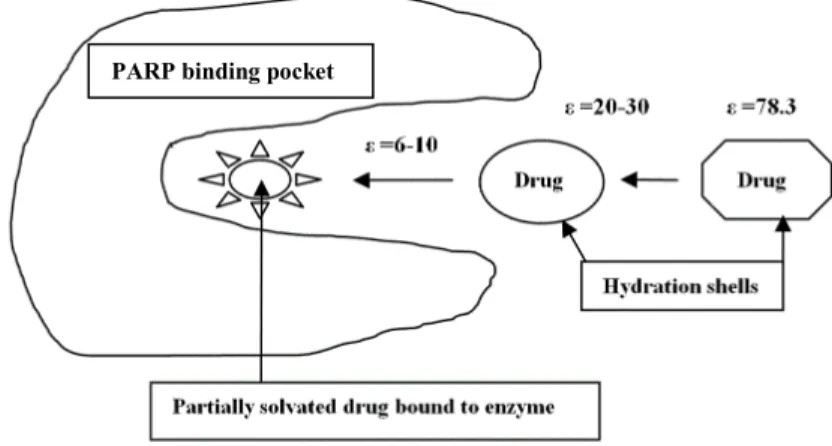 Figure 4.  Schematic representation of ligand-drug leaving the bulk aqueous environment  and docking with the PARP enzyme in the binding pocket (ε is dielectric constant)     