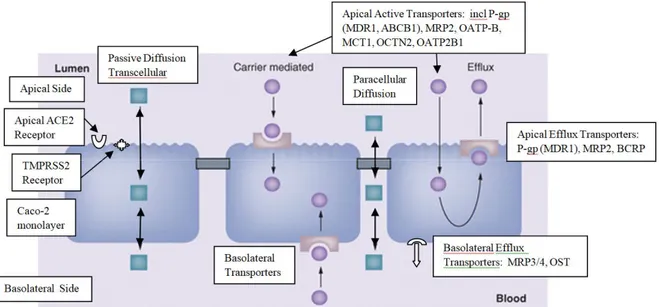 Figure 1. Transport mechanisms in Caco-2 cells and ACE2 and TMPRSS2 receptors