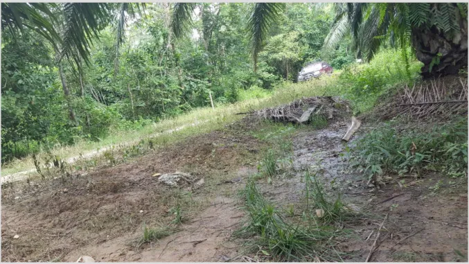Figure 3: Buffer between palm oil plantation and wildlife sanctuary divided by an electric fences 