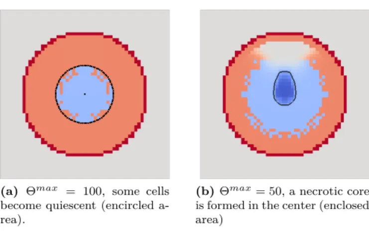 Figure 11: Nutrient influence: quiescent cells are in light blue and necrosis in dark blue (t=11).