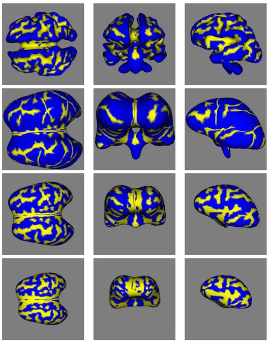 Figure 1: Results of cortex unfolding using the normalized flows. The columns represent three different views of the corresponding surface