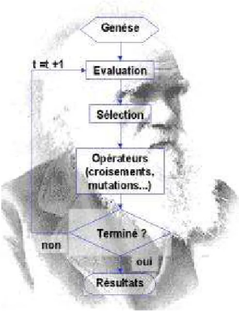 Figure 1.  organigramme d'un algorithme évolutionnaire.