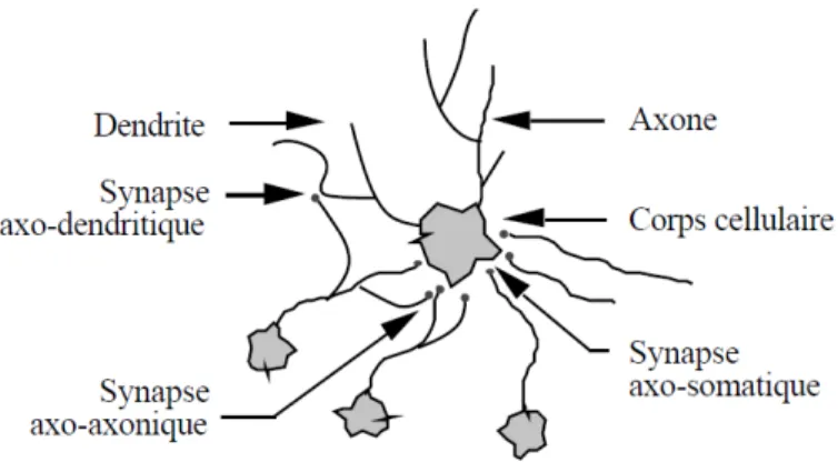 Figure 1. Un neurone avec son arborisation dendritique. 