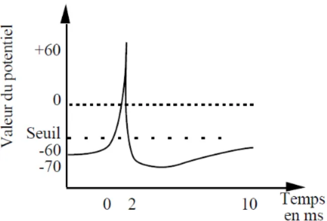 Figure 3. Un potentiel d'action.