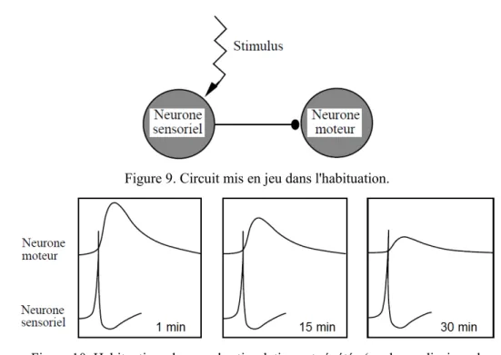 Figure 9. Circuit mis en jeu dans l'habituation. 