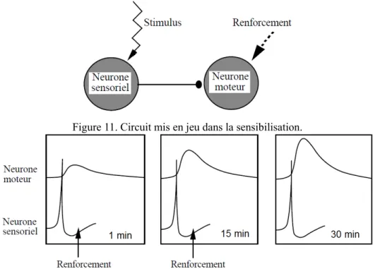Figure 11. Circuit mis en jeu dans la sensibilisation.