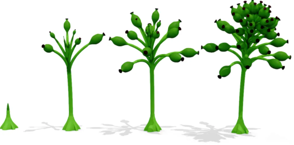 Figure 6: A growth sequence of a timed, parametric L-system built in Fugu.