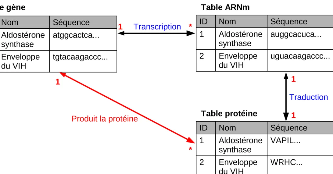 Table gène Table ARNm