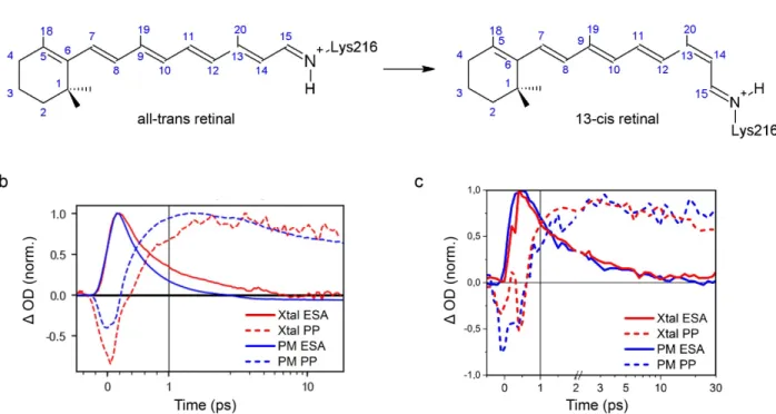 Figure 1. Retinal isomerization in bacteriorhodopsin and its kinetics in purple membrane  and  micro-crystals