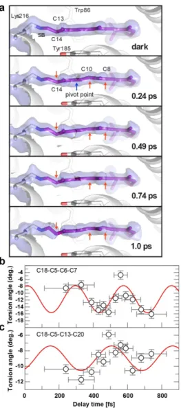 Figure  6.  Sub-ps  effects  of  photon  absorption  on  retinal.  a,  Close-up  of  the  retinal  (purple  sticks)  in  the  dark  state,  as  well  as  at  0.24,  0.49,  0.74  and  1  ps