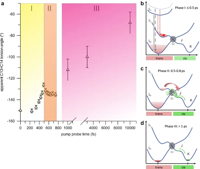 Figure 7: Temporal evolution of the apparent C13=C14 retinal torsion angle. The structural  dynamics of the twisting bond can be divided in three distinct phases (a)