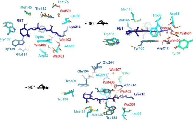 Figure  9.  Residues  and  waters  in  the  immediate  vicinity  of  the  retinal  chromophore  undergo  conformational  changes  on  the  fs  time  scale