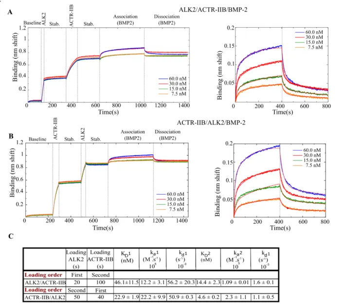 FIGURE 6. Interaction between the ALK2/ACTR-IIB heterocomplex and BMP-2.  Binding was  done sequentially: ALK2 or ACTR-IIB first followed by the second receptor and then BMP-2