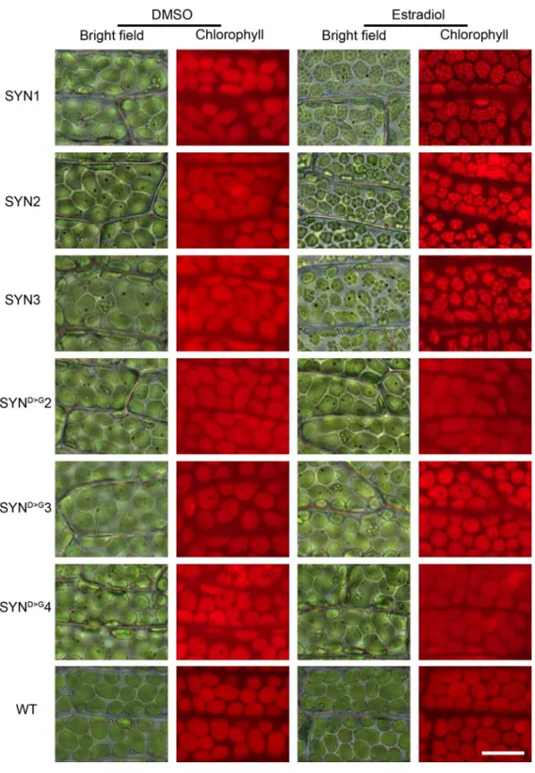 Figure S6. Chloroplast structure in independent SYN lines.  Bright field and fluorescence microscopy  images of phyllids from different SYN lines after 35 DOI (scale, 20 µM)