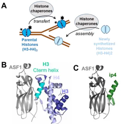 Fig. 1. The histone chaperone ASF1 target. (A) ASF1 belongs to the histone chaperone family  whose members are involved in the transfer and assembly of parental histones (which are  highly modified and carry essential epigenetic marks represented as stars)