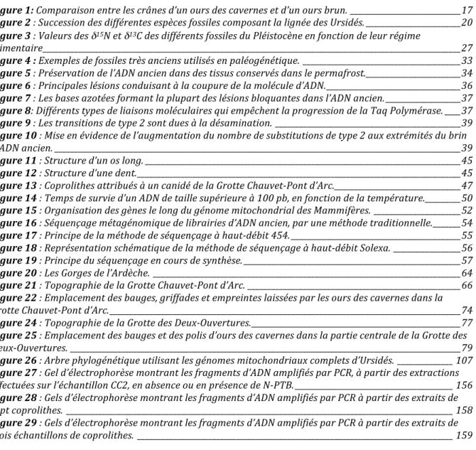 Figure 1: Comparaison entre les crânes d’un ours des cavernes et d’un ours brun. ____________________________ 17  