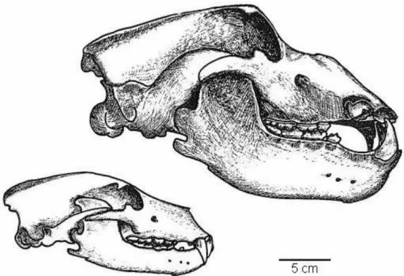 Figure 1: Comparaison entre les crânes d’un ours des cavernes (au dessus) et d’un ours brun (en dessous)