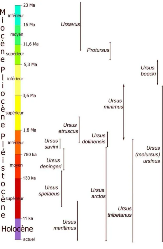 Figure 2 : Succession des différentes espèces fossiles composant la lignée des Ursidés