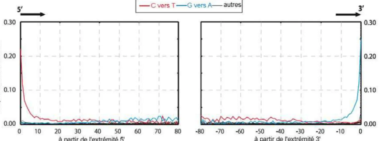 Figure 10 : Mise en évidence de l’augmentation du nombre de substitutions de type 2 aux extrémités du brin  d’ADN ancien (d’après (Briggs et al., 2007) )