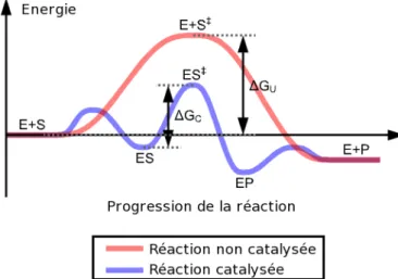 Figure 4. Illustration de la diminution d’énergie d’activation d’une réaction par catalyse  enzymatique
