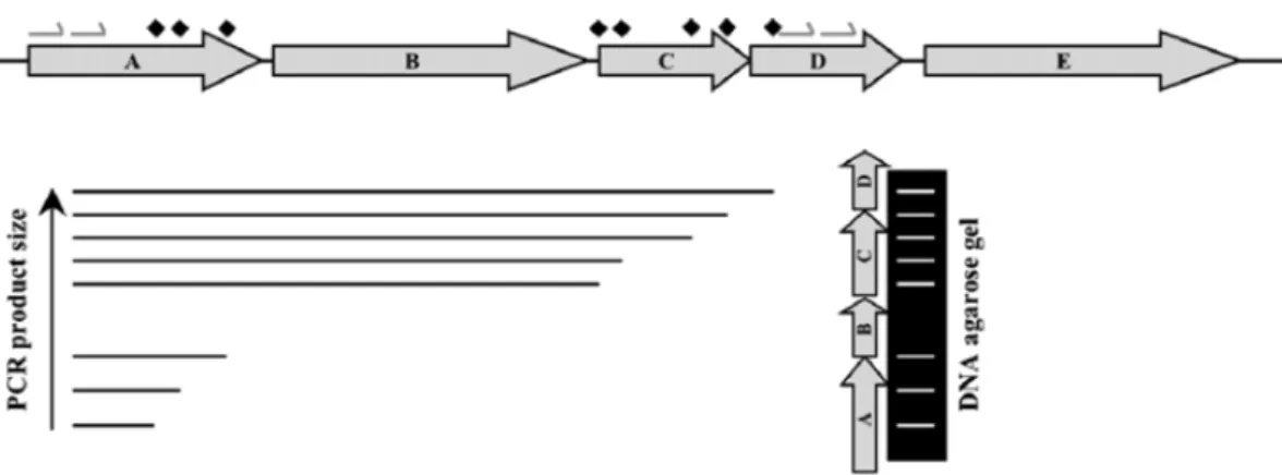 Figure 11. Méthode de « genetic footprinting ». Les lieux d’insertion des transposons sont  déterminés  par  la  longueur  des  produits  de  PCR  entre  les  amorces  choisies  à  des  endroits  connus  du  génome  et  les  amorces  placées  dans  les  tr