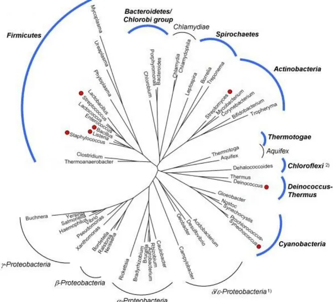 Figure 7 : Arbre phylogénétique et exemple de quelques familles de bactéries possédant le  gène de la NO-Synthase (marquées d’un point rouge)