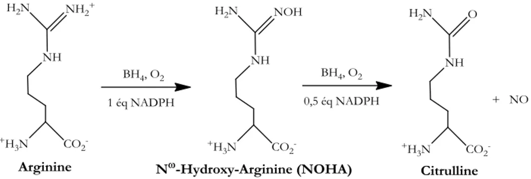 Figure  10  :  Réaction  en  deux  étapes  catalysée  dans  le  domaine  oxygénase  de  la  NOS