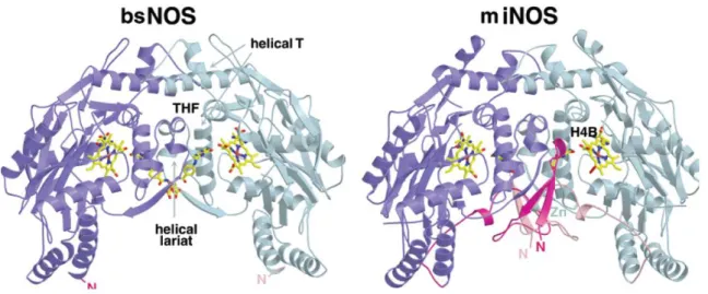 Figure 15 : Comparaison des domaines oxygénases sous forme dimérique de bsNOS et de  iNOSoxy