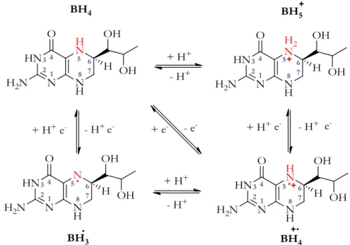 Figure 23 : Différents états possibles d’oxydation et de protonation du cofacteur BH 4  [54]