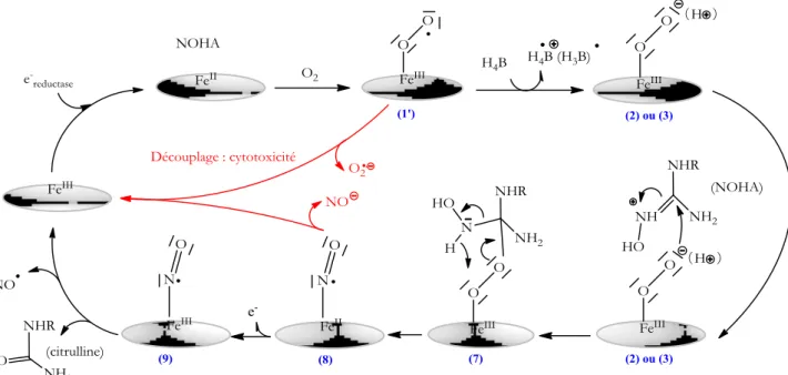 Figure  25  :  Schéma  récapitulatif,  hypothétique,  des  étapes  du  mécanisme  de  la  deuxième  étape : oxydation du NOHA en citrulline et NO